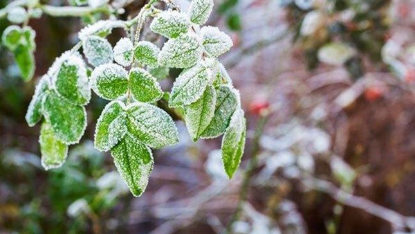 موج سرما گلستان را در بر می گیرد/ کشاورزان مراقب باشند