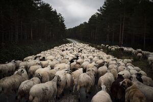 فیلم/ تردد آزادانه گوسفندان در شهر
