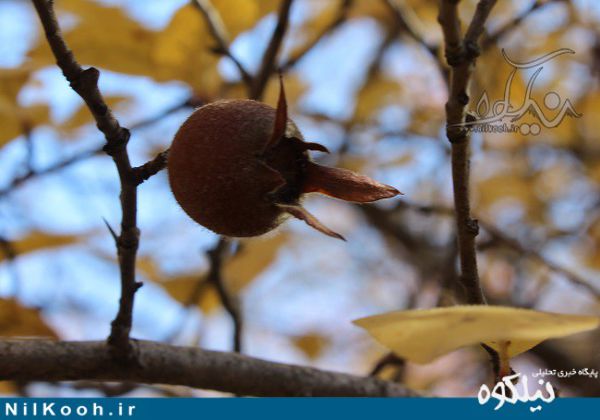 کُندِس میوهای شگفتانگیز در جنگلهای گالیکش + خواص درمانی و مصارف