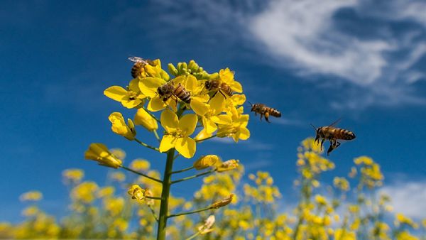 اطلاعیه جهاد کشاورزی کلاله برای جلوگیری از خسارت به زنبورداران
