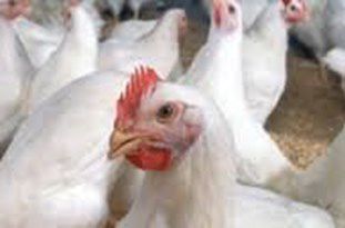 932 واحد مرغ گوشتی در گلستان وجود دارد
