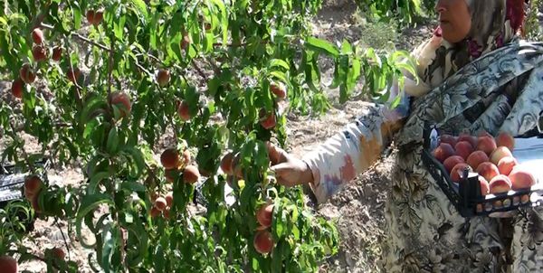 ضرر باغداران گلستانی در فصل برداشت محصولات/ جولان دلالان در بازار میوه گلستان