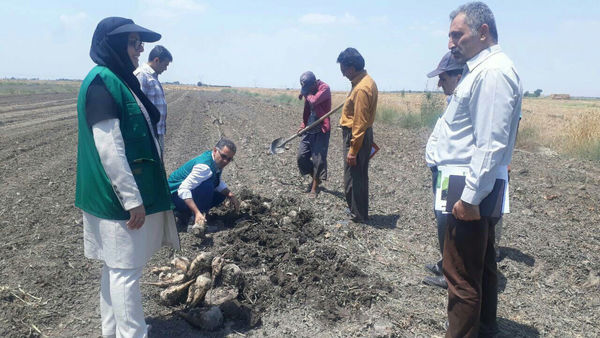 کشاورزان نسبت به کشت چغندرقند اقدام کنند