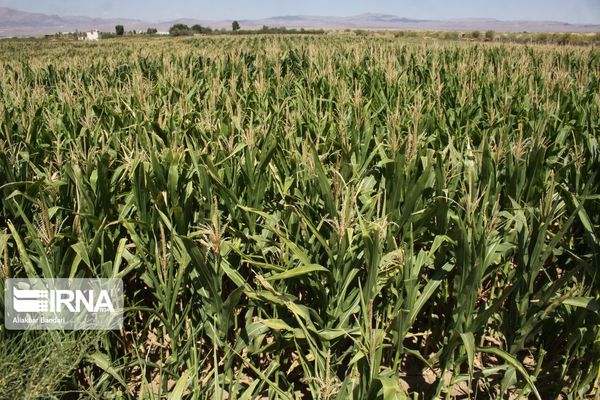 آغاز برداشت ذرت علوفهای و زیتون در گنبدکاووس و مینودشت