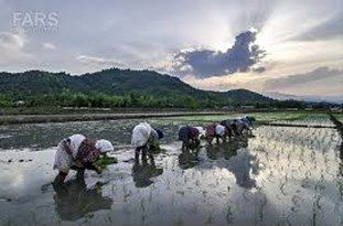 کشت شالی تهدیدی برای منابع آبی گلستان یا کمک به صرفهجویی در مصرف آب؟