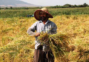 خرید شلتوک و  برنج از کشاورزان گلستانی آغاز شد