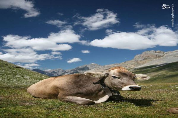 شادی عجیب گاوها بعد از رهایی+ فیلم
