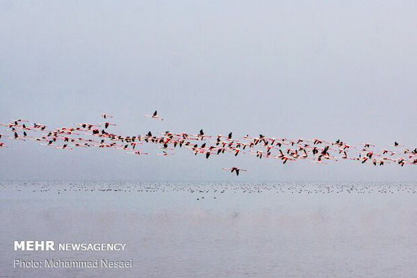 غفلت از ظرفیت هزاران پرنده مهاجر/ پرنده نگری در گلستان حامی ندارد