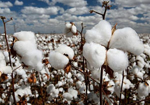 پرداخت ۵۰ درصد پول پنبه به کشاورزان استان