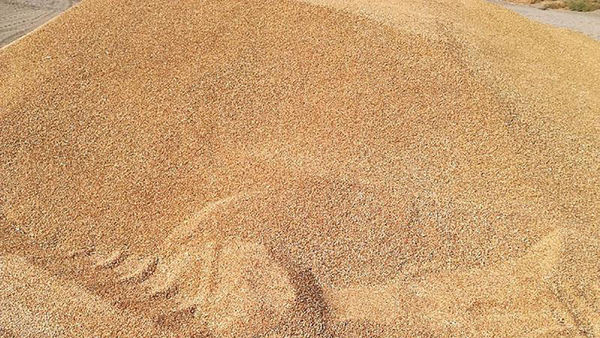 محکومیت نگهدارنده گندم دولتی به جزای نقدی در گلستان