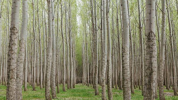 آیا جایگزینی برای قطع نکردن بی رویه جنگلهای هیرکانی وجود دارد؟