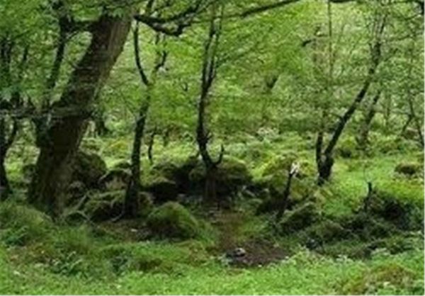 طرح جنگلانه در استان گلستان اجرا شد