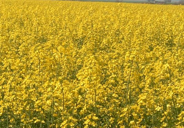 حدود ۵۰ هزار هکتار کشت کلزا در استان گلستان انجام شد