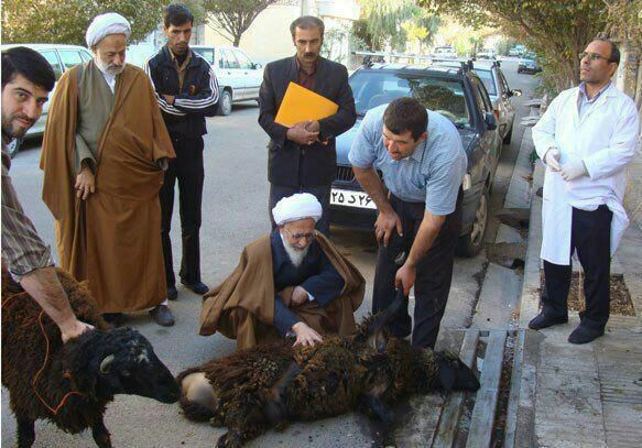 عکس/ آیت‌الله جوادی در کنار ذبح قربانی شده