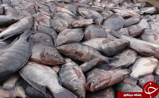 این ماهی های وارداتی غیرمجاز و سمی را نخرید+ اسامی