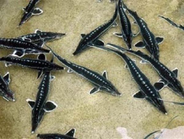 افتتاح نخستین طرح پرورش ماهیان خاویاری با استفاده از آب چاه کشاورزی در گلستان