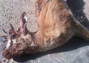 پلنگ، آهو و گراز وحشی در پارک ملی گلستان تلف شدند+ تصاویر