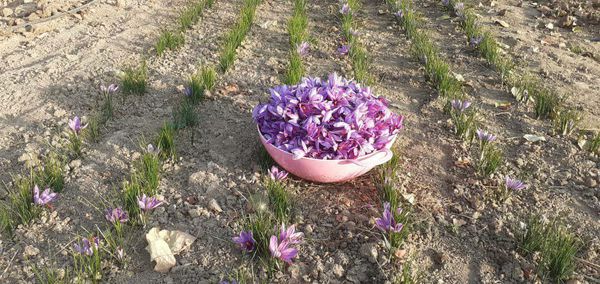برداشت ۲۷ کیلوگرم کلاله زعفران از مزارع شهرستان میاندوآب