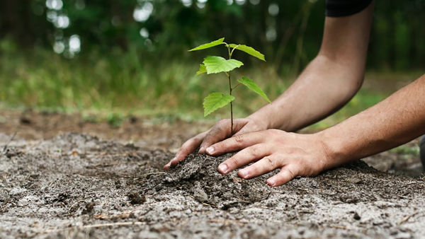 کاشت ۹۰۰ اصله نهال، رای دادگاه برای متهمین قطع درخت در کلاله
