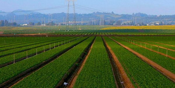 صدور مجوز فعالیتهای کشاورزی برای جذب سرمایههای مردمی سرعت مییابد