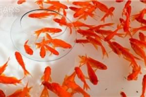 چگونگی نگه‌داری ماهی قرمز