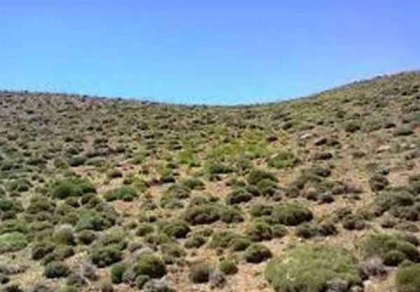 ۳۰۰ هزار هکتار از اراضی استان گلستان در معرض خطر بیابان شدن قرار دارد