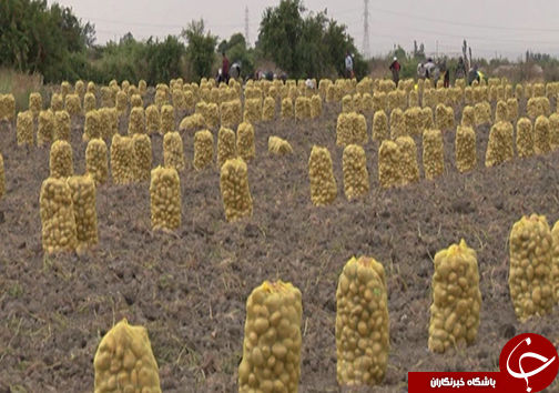 
سیب زمینی کاران گلستانی با نگرانی به سراغ کشت می‌روند

