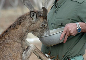 گلایه مدیر کل محیط زیست گلستان از کمبود محیط‌بان