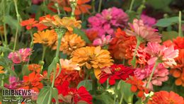 گزارش تصویری/ نمایشگاه گل و گیاه در مرکز گلستان