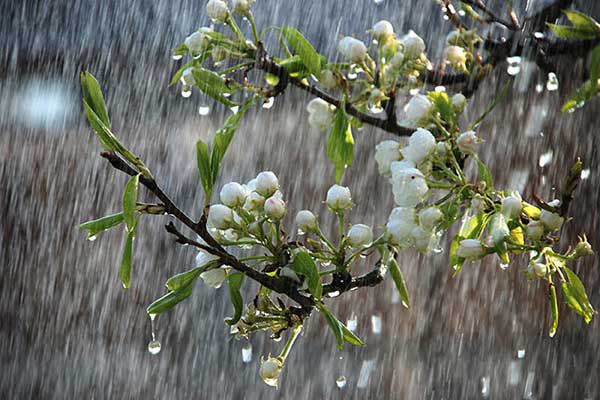 باران تابستانه در گلستان از فرداشب
