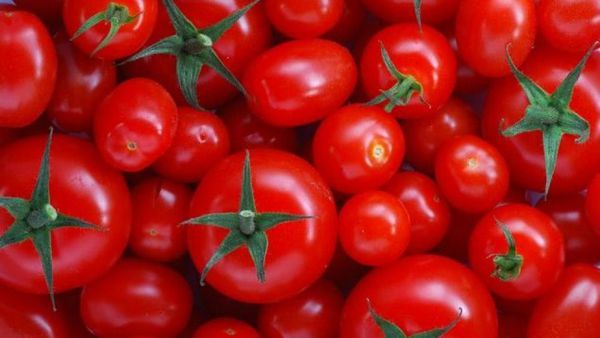 چرا گوجهفرنگی ارزان نمیشود؟