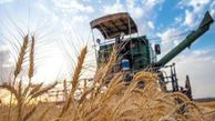 فیلم/ وضعیت امسال گندم زیرکِشت کشور
