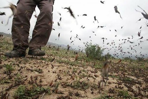ملخ مراکشی هیچ آسیبی به مزارع گلستان نزد
