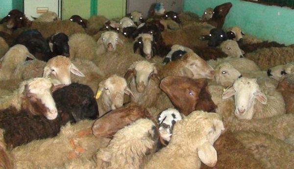 سارق ۳۰ راس گوسفند در آزادشهر به دام افتاد