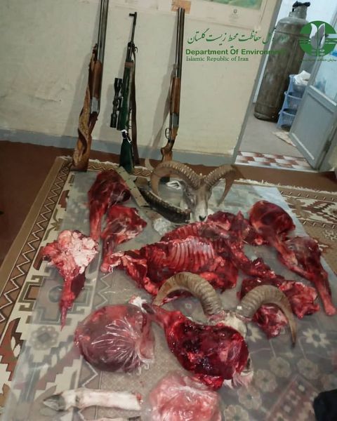 دستگیری چهار نفر شکارچی متخلف و کشف وضبط لاشه دو راس قوچ در پارک ملی گلستان