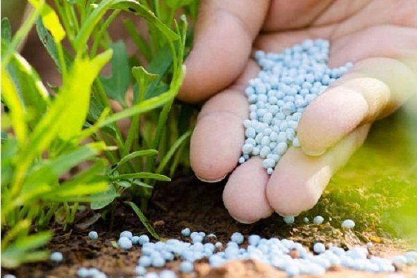 اوضاع کود در استان عادی نیست