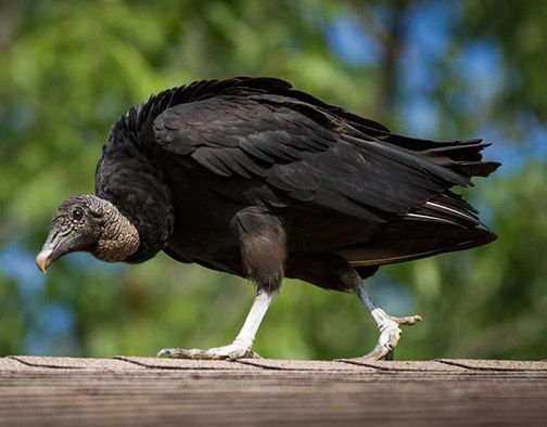 رهاسازی ۲ پرنده تیمار شده در طبیعت