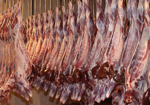 تولید بیش از ۶ تن گوشت قرمز / رتبه ۱۱ گلستان در تولید