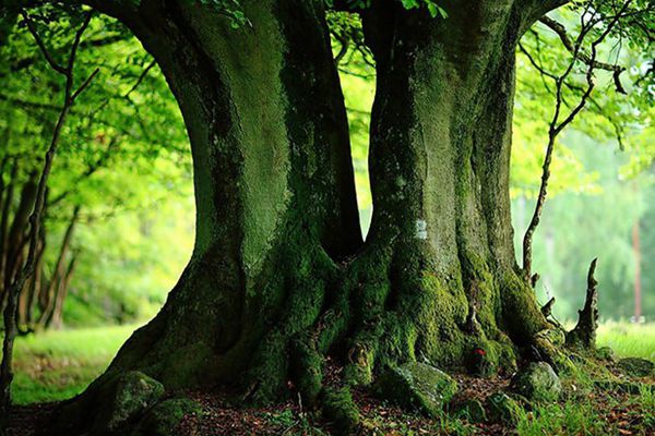 فیلم / له شدن خانه جنگلی پس از سقوط درخت تنومد