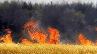 
آتش سوزی در مزرعه جو در گلستان
