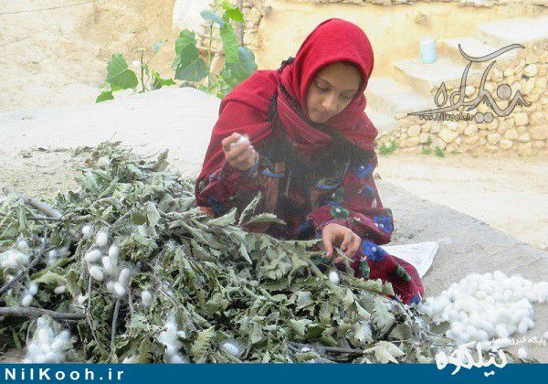 برداشت پیله تر نوغانداران پادلدلی آغاز شد + تصاویر