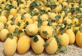 آغاز برداشت خربزه نوبرانه گلستان