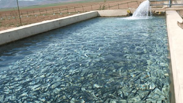 افتتاح و کلنگ زنی ۳۸ طرح شیلات گلستان در دهه فجر