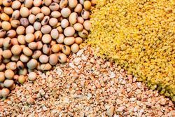 گام بلند گلستان برای جایگزینی نهاده های وارداتی خوراک دام
