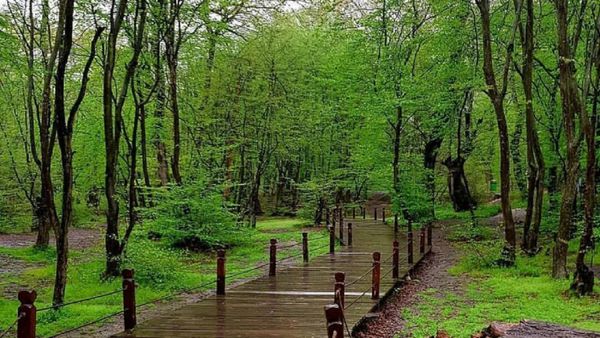 خطر تبدیل پارکهای جنگلی به حیات خلوت معتادان