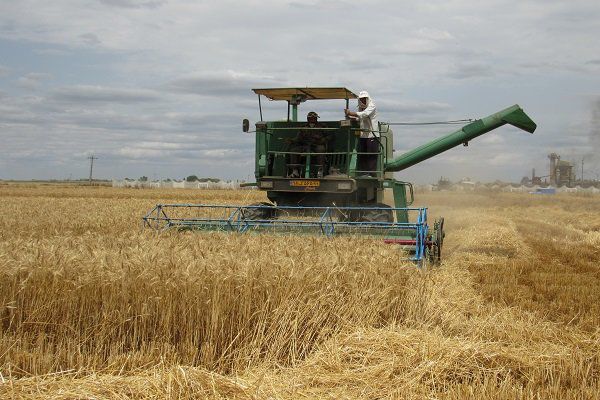 جریمه ۱۱۵ میلیاردی برای قاچاق گندم در کردکوی / استرداد 4 هزار تن کسری گندم به دولت