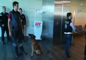  فیلم / اقدام متقابل ترکیه پس از بازرسی اتباعش با سگ در فرودگاه وین 