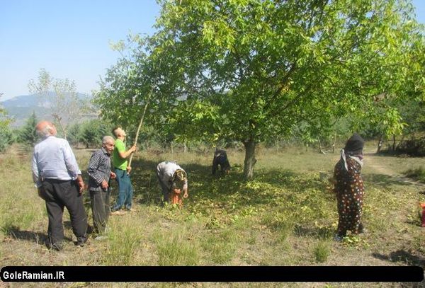 آغاز برداشت گردو در باغات شهرستان رامیان+ تصاویر