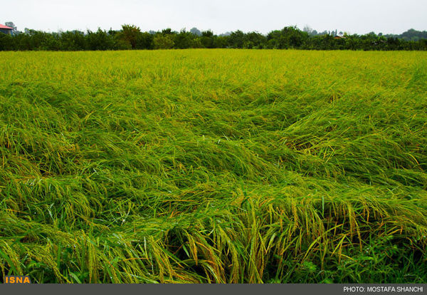 کشاورزان تنها در نسق ها به کشت شالی اهتمام داشته باشند 