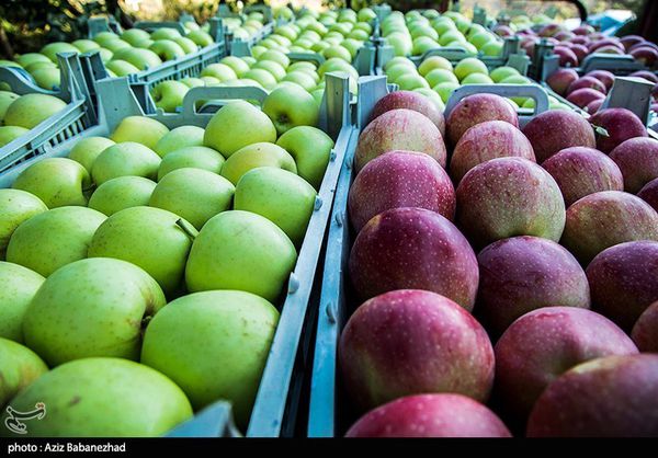 قیمت خرید سیب صنعتی ۸۰۰ تومان تعیین شد